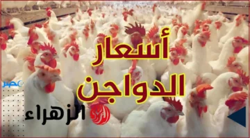 سعر الفراخ.. تراجع ملحوظ في بورصة الدواجن اليوم الأربعاء 8 أكتوبر 2025